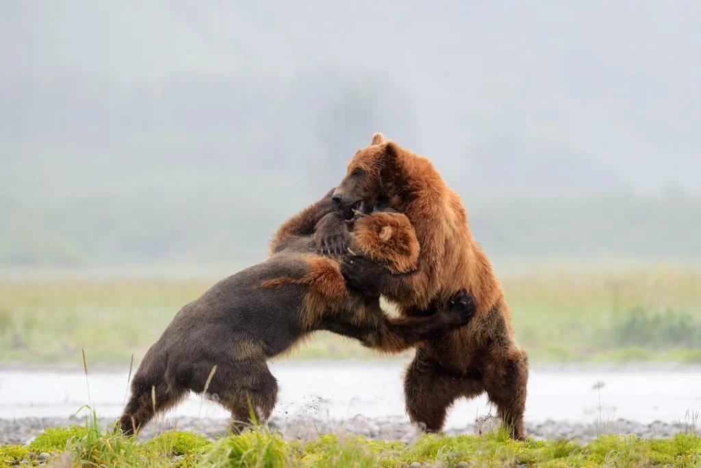 Ganarle a un oso